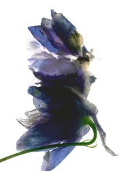 Delphinium-Tanz, 2009